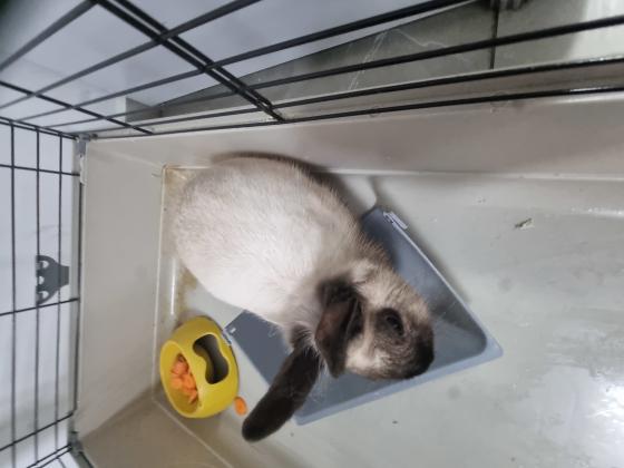 ארנב מתוק ורגיש מגיע עם