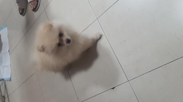 גורה בת חודשיים וחצי מתוקה ממש גמיש