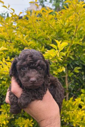 המלטה מהממת של פודל טוי