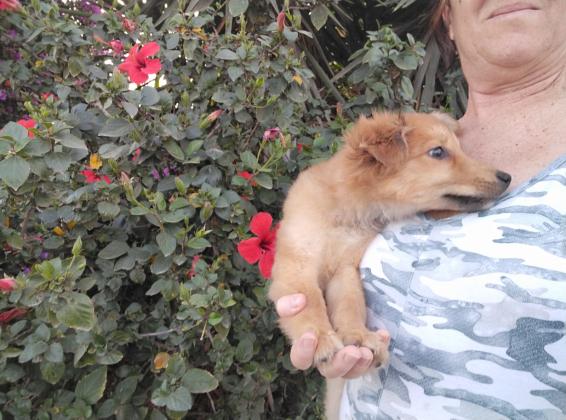 שפיץ מעורב, שועלי בן 4