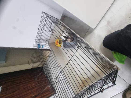 ארנב מתוק ורגיש מגיע עם