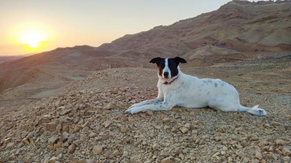 תכירו את שושי :)כלבה יפה,