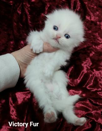 גורים סקוטים מתועדים גזעיים עם