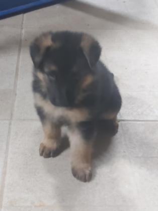 גור זכר אחרון של רועה גרמני בן חודשיים