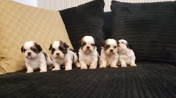 פאפי שיצו מהסוג היפה המלכותי