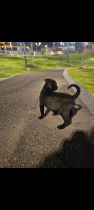 גורים מלינואה גזעיים