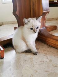 גור חתול סקוטי לבן