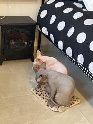 שני חתולי ספינקס זכרים חברותיים