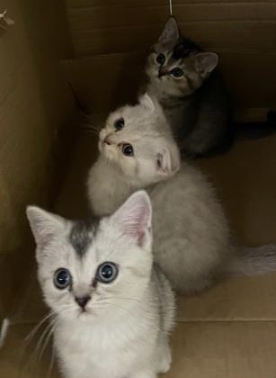 אזור עכו גורי חתולי סקוטי