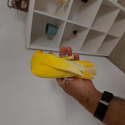 דררה צהוב האכלת יד בן