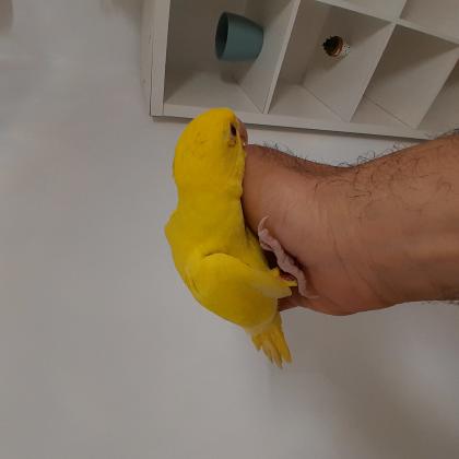 דררה צהוב האכלת יד בן