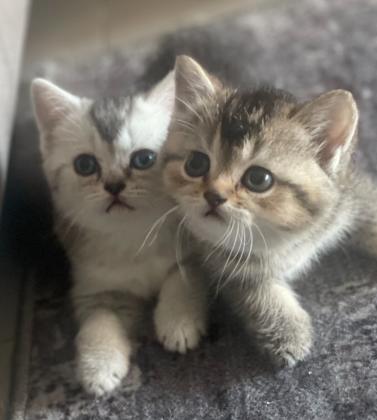 אזור עכו גורי חתולי סקוטי