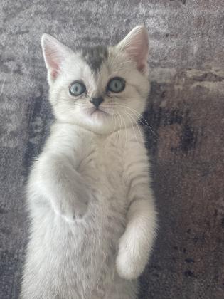 אזור עכו גורי חתולי סקוטי