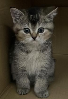 אזור עכו גורי חתולי סקוטי