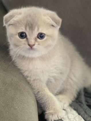 אזור עכו גורי חתולי סקוטי