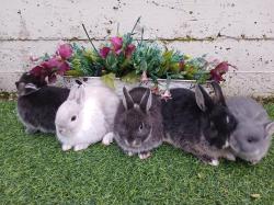 מבחר ארנבים ננסי הולנדי יפים במיוחד