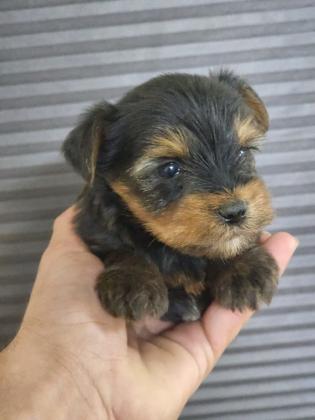 יורקשייר מהמם לאחר חיסון ראשון