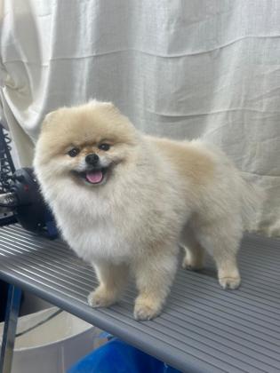 פומרניאן דובי מהמם ביופיו הכי