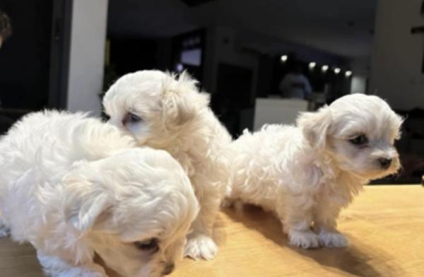 גורי מיני מלטז מעלפים ביופיים