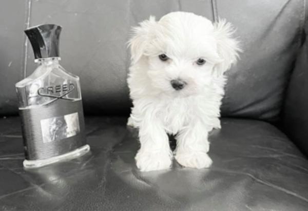 גורי מיני מלטז מעלפים ביופיים