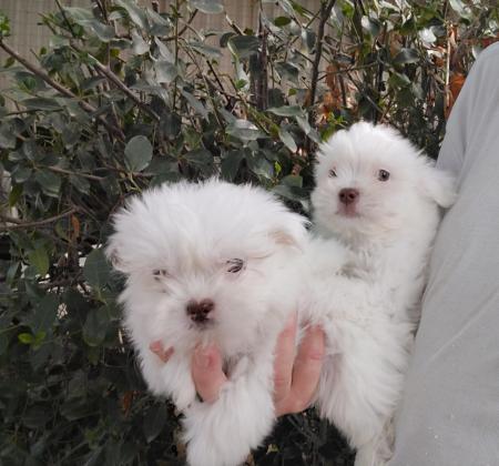 מלטזים בני חודשים, ננסיים, עדינים