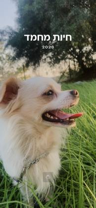 ציוואוה מעורב בן שתייםמחונך לצרכים