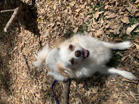 ציוואוה מעורב בן שתייםמחונך לצרכים