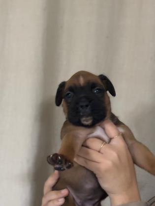 גורי בוקסר גזעים ונדירים