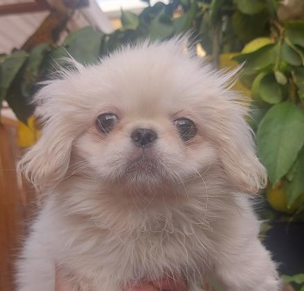 גורה מהממת של פקינז עברה