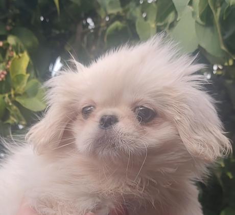 גורה מהממת של פקינז עברה