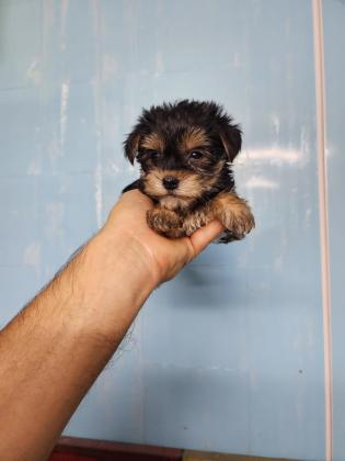 גורי יורקשייר מהממים לאחר חיסון