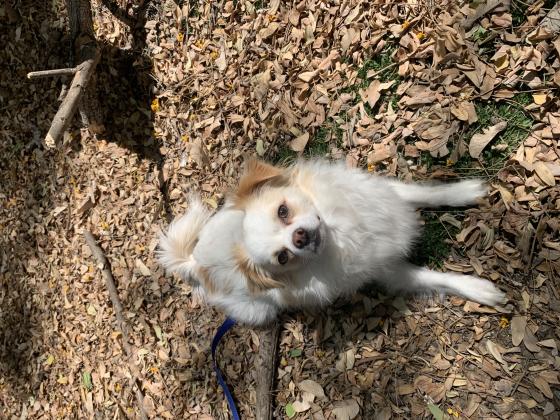 ציוואוה מעורב בן שתייםמחונך לצרכים