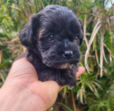 גורי שיפו מהממים לאחר חיסון