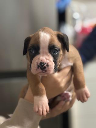 גורי בוקסר גזעים ונדירים