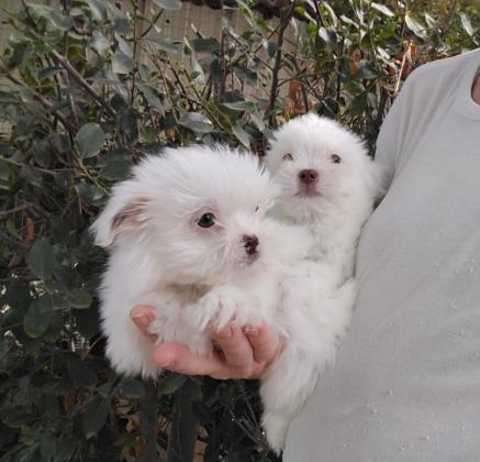 מלטזים בני חודשים, ננסיים, עדינים