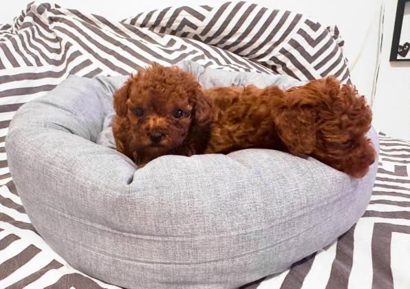 גורי פודל טוי בצבע אדום