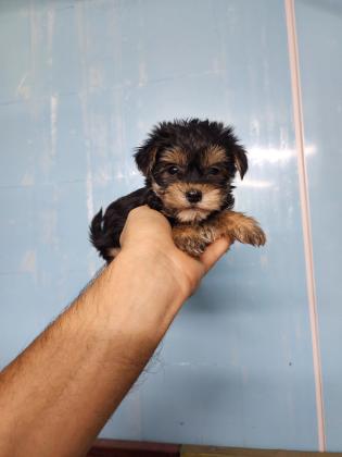 גורי יורקשייר מהממים לאחר חיסון