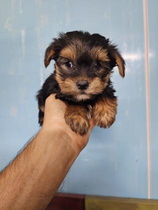 גורי יורקשייר מהממים לאחר חיסון