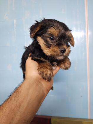 גורי יורקשייר מהממים לאחר חיסון