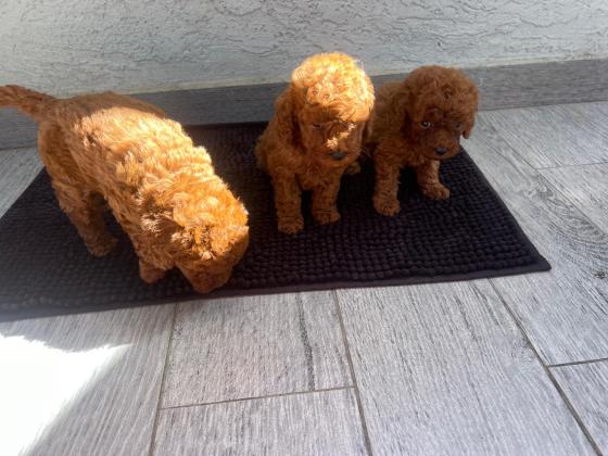 המלטה ביתית נולדה 5