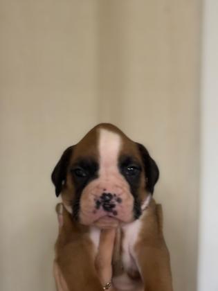 גורי בוקסר גזעים ונדירים