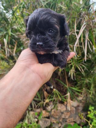 גורי שיפו מהממים לאחר חיסון