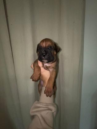 גורי בוקסר גזעים ונדירים