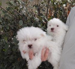 מלטזים בני חודשים, ננסיים, עדינים