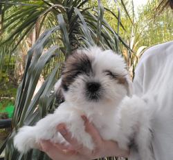 שיצו בן חודשיים וחצי, מאמי