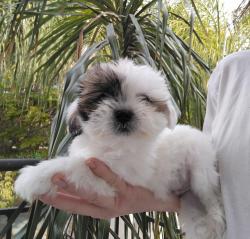 שיצו בן חודשיים וחצי, מאמי