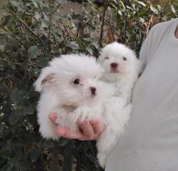 מלטזים בני חודשים, ננסיים, עדינים