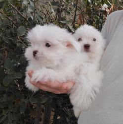 מלטזים בני חודשים, ננסיים, עדינים