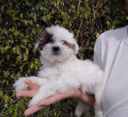 שיצו בן חודשיים וחצי, מאמי