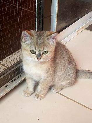 גור בריטי שינשילה זהב בן 3 חודש